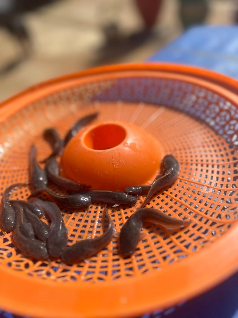 Close-up of healthy catfish
