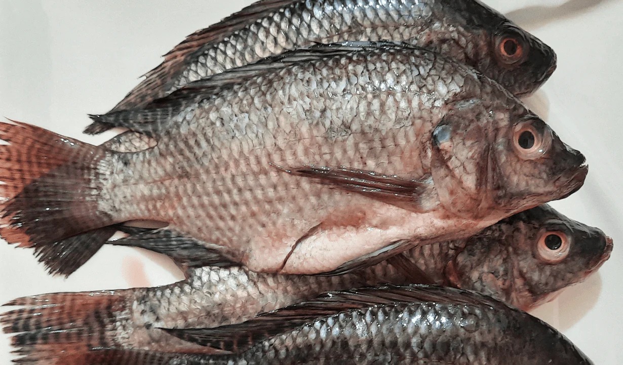 Premium Tilapia