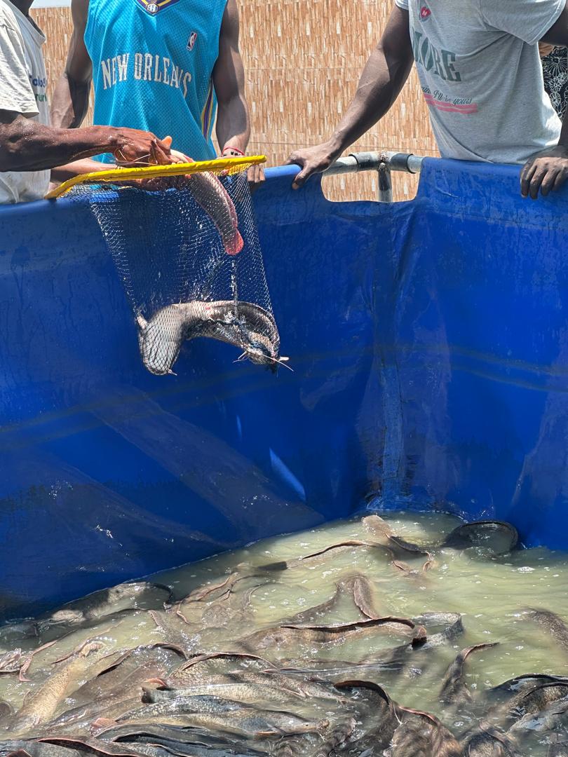 Harvesting catfish from ponds