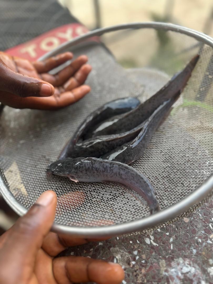 Our team at Power OT Farms