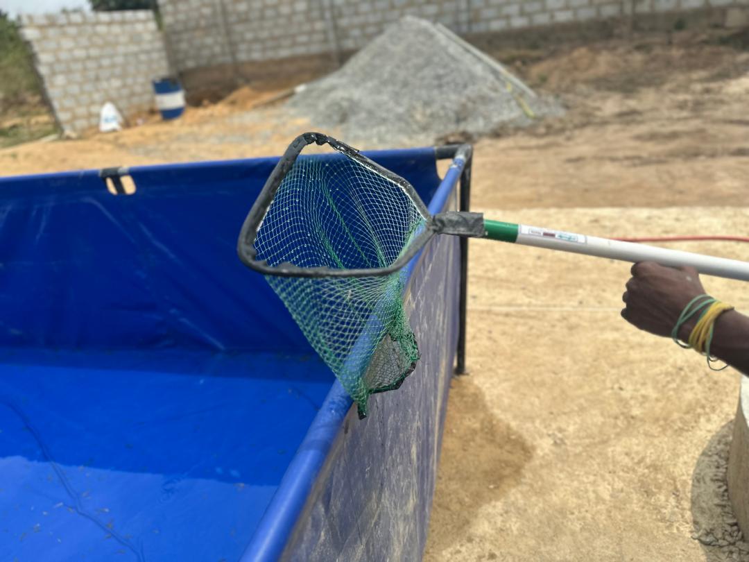 Netting session